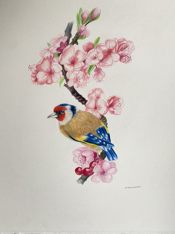 Rufus Headed Tailbird, color pencil on draft film drawing by Philadelphia artist Antoaneta Denkin. Included in the exhibition Fine Feathered Friends at Cerulean Arts March 26 - April 20, 2025.
